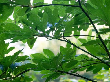 Sassafras Yaprakları
