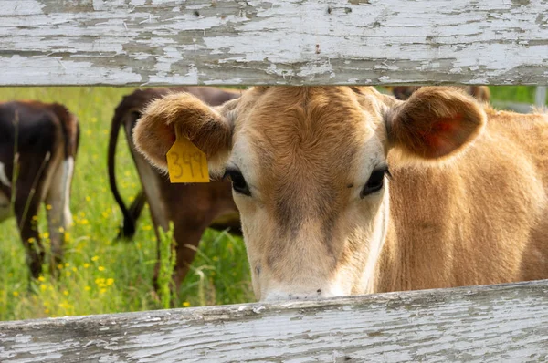 Cow Looking through Fence