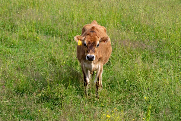 Krowa na pastwisku — Zdjęcie stockowe