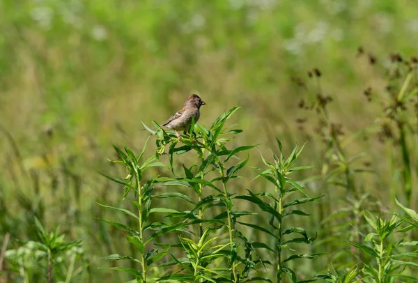 Pardal de campo em uma planta — Fotografia de Stock