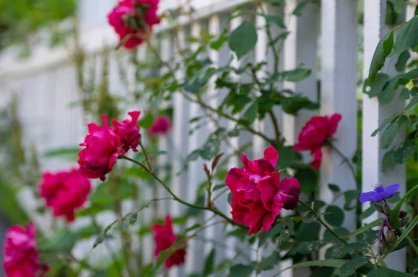 Flores en White Pickett Fence — Foto de Stock