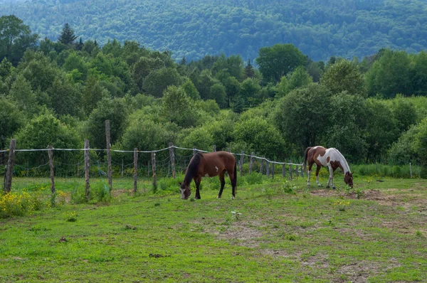 草地における放牧馬 — ストック写真