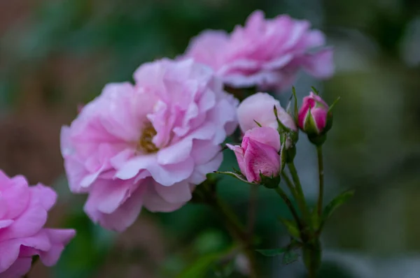 玫瑰花蕾和玫瑰 — 图库照片