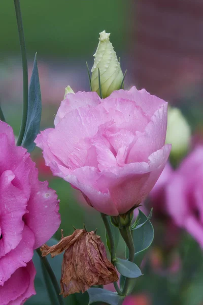 Nelke in Blüte — Stockfoto