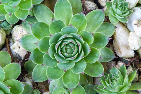 Poules et poussins Plante succulente — Photo