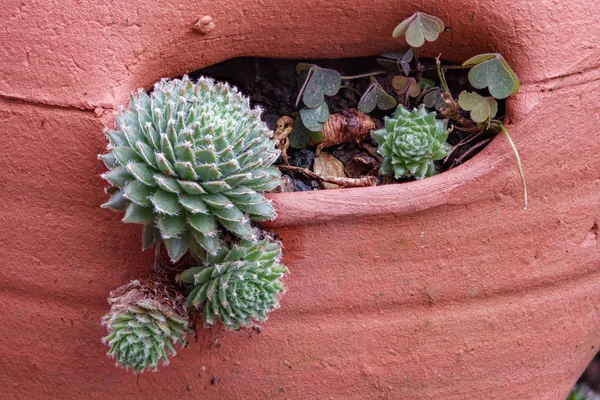 Poules et poussins succulents dans le pot d'argile — Photo