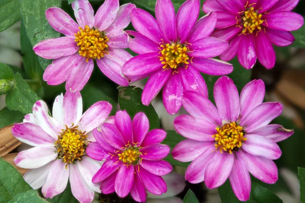 Purple Background of Flowers — Stock Photo, Image