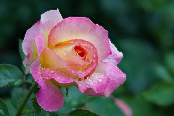 Rosa Rose mit Wassertropfen — Stockfoto
