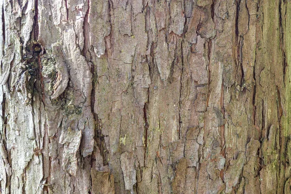 Corteza lanuda en un árbol — Foto de Stock