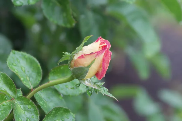 Brote de rosa con gotitas de agua — Foto de Stock