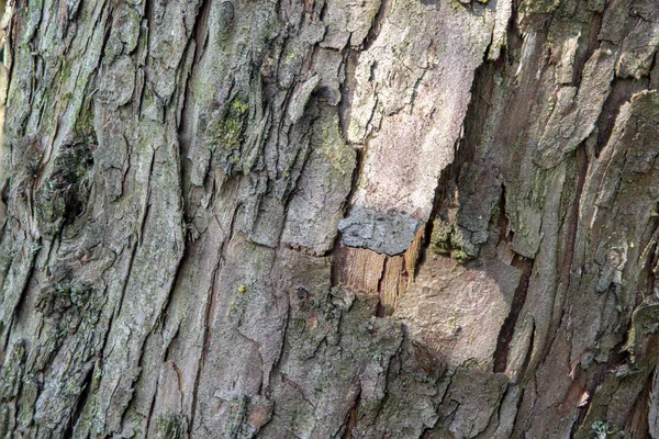 Shaggy Bark sur un arbre — Photo