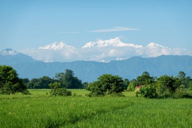 Pirinç Tarlaları ve Karla kaplı Dağlar