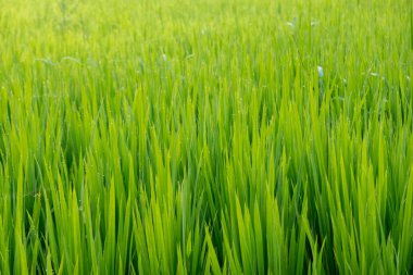 Pirinç Bitkilerinin üzerindeki çiy tanesi