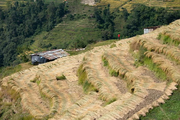 Harvested Rice on Terraces — Stock Photo, Image