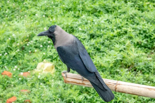 Corvo Sentado Pólo Bambu Olhando Para Mundo — Fotografia de Stock