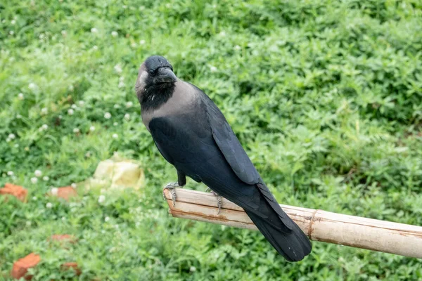 Una Crow Sentada Poste Bambú Mirando Mundo —  Fotos de Stock