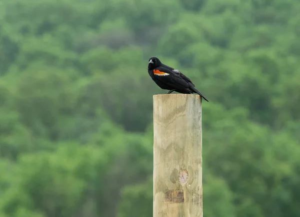 一只红翅的黑鸟坐在高高的木柱上 — 图库照片