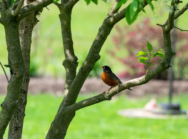 Robin Americano Sentado Galho Árvore Olhando Para Mundo — Fotografia de Stock