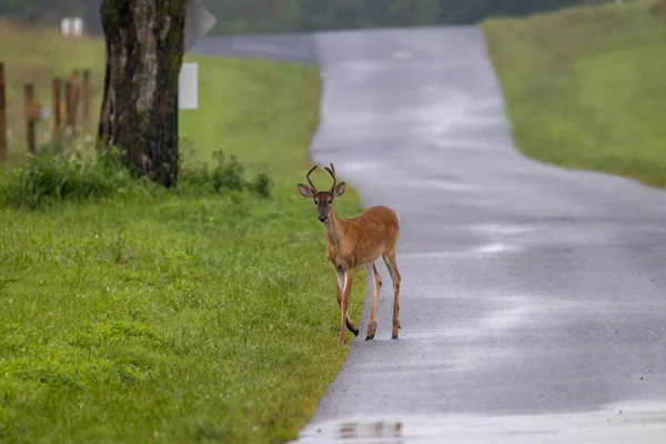 A three point yearling buck walking across a back country road.