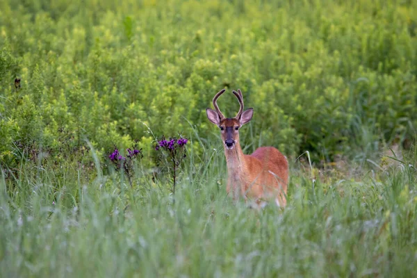 A young three point buck standing in a grass field.