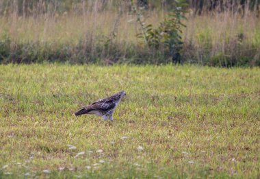 Kızıl kuyruklu bir şahin avının üzerinde oturuyor..