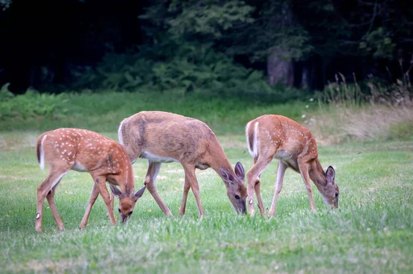 Yazın yeşil çimlerde vahşi beyaz kuyruklu geyik otluyor..
