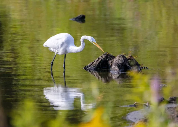 Egret Fishing Lake Morning Light — Stock Photo, Image