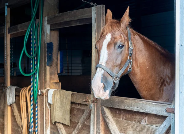 一匹野马站在大门口 停在谷仓里的马厩里 — 图库照片