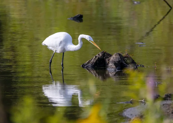 Egret Fishing Lake Morning Light — Stock Photo, Image