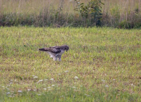 獲物の上に座っている畑の赤い尾の鷹 — ストック写真