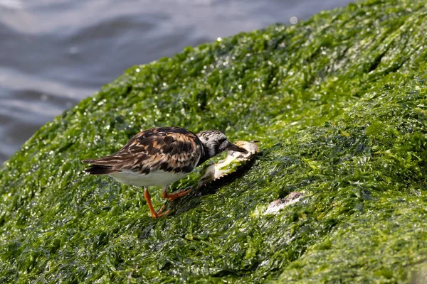 Een Roodharige Turnstone Zoek Naar Voedsel Een Zeewier Bedekt Rots — Stockfoto