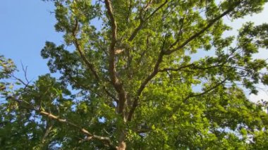 Ağaçların tepesine bakan alçak bir açı..