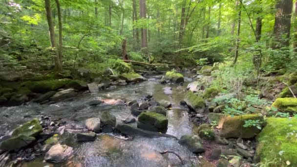 Voda Teče Malém Potoce Lese — Stock video