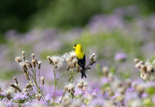 Americano Goldfinch Sentado Thistle Campo — Fotografia de Stock