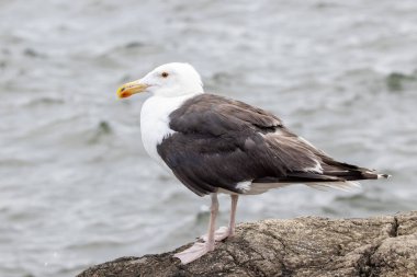 Okyanus kıyısındaki bir kayanın üzerinde Büyük Siyah Sırtlı Martı.