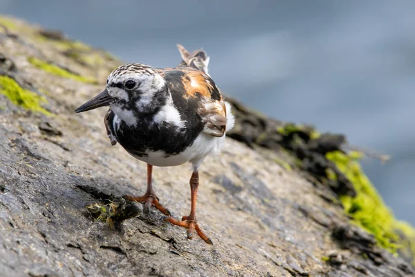 Egy Ruddy Turnstone Vadászat Élelmiszer Egy Hínár Borított Szikla Óceán — Stock Fotó