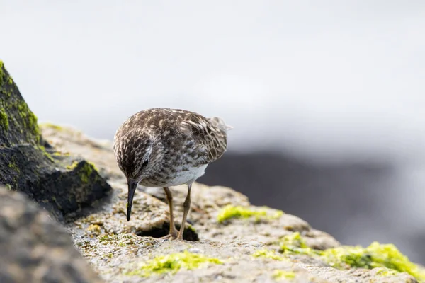 食事のための海の狩猟によって岩の上に少なくともサンドパイパー — ストック写真