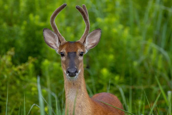 A Three Point yearling Buck in a grass field in the back forty.