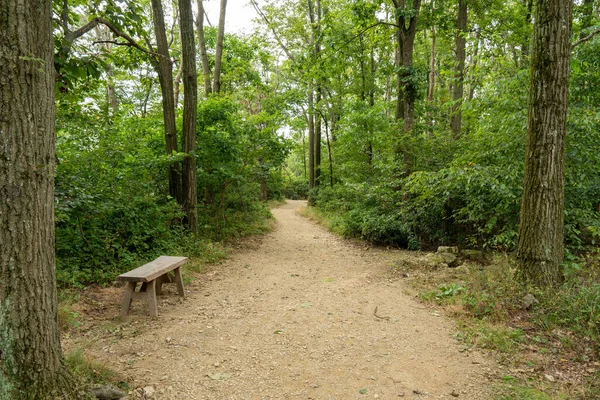 Banco Lado Sendero Desierto Bosque Verde Durante Verano — Foto de Stock