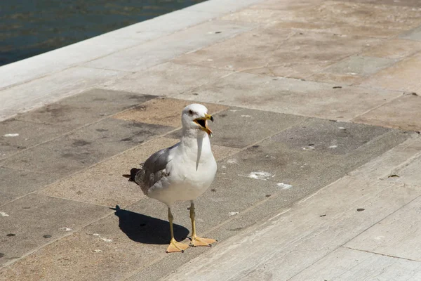 Gull Open Beak Heat Standing Pavement Venice Close — Stock Photo, Image