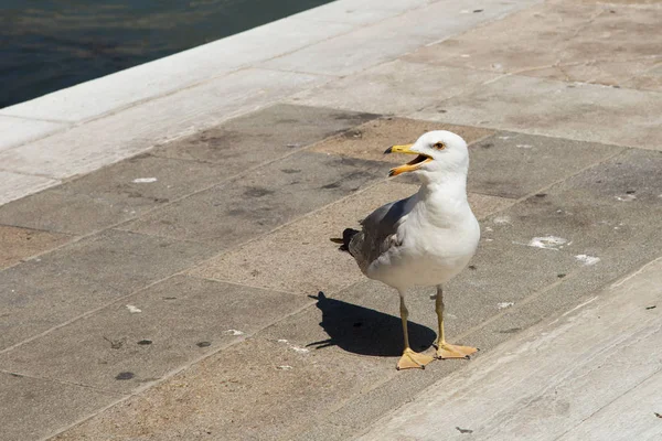 Gull Open Beak Heat Standing Pavement Venice Close — Stock Photo, Image