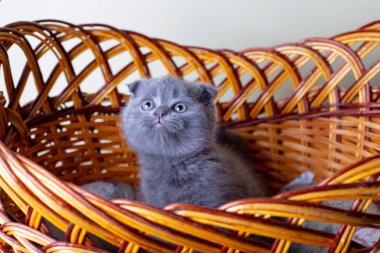 İskoç (İngiliz) sarkık kulaklı kedicik. Bir bebek portresi, şirin İskoç katları. Büyük bir sepette tek başına oturuyor. Renk grisi. Yakın çekim, seçici odaklanma.