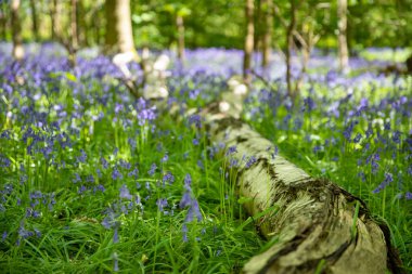 Bluebells ormanda tam Bloom