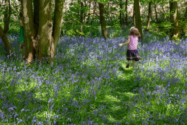 Young girls playing hide and seek in bluebell woods clipart