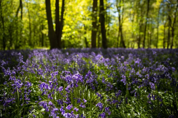 Bluebells em plena floração na floresta — Fotografia de Stock