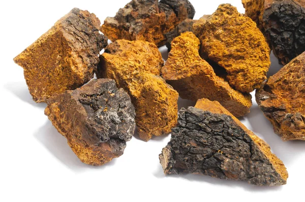 Chaga mantar beyaz bir arka plan üzerinde