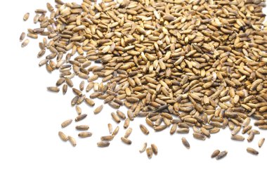 Organik süt thistle tohumlar beyaz arka plan üzerinde