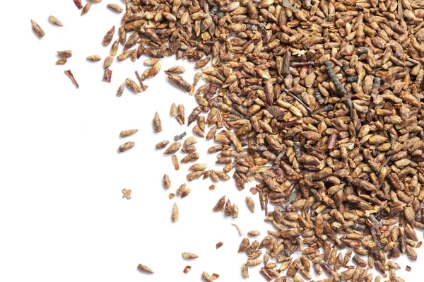 Bud Birch beyaz arka plan üzerinde