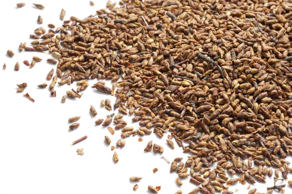 Bud Birch beyaz arka plan üzerinde