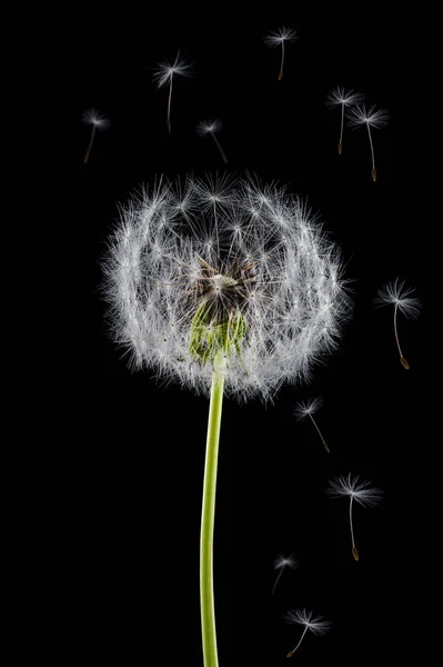 Siyah arka plan üzerinde üfleme karahindiba